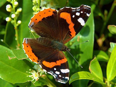 Red Admiral Butterflies Cover North Country Ncpr News