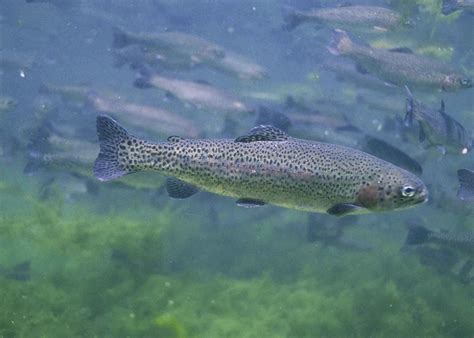 Free Picture Up Close Rainbow Trout Fish Underwater Oncorhynchus
