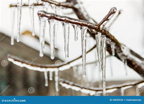 Long Icicles Hanging From Frozen Branch In Winter Stock Photo Image