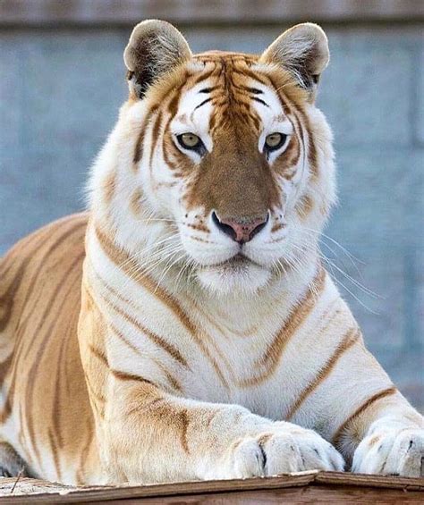 Our Planet Daily On Instagram Meet The Rare Golden Tabby Tiger This
