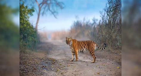 Uttar Pradesh Gets Its 4th Tiger Reserve With Ranipur Tiger Reserve