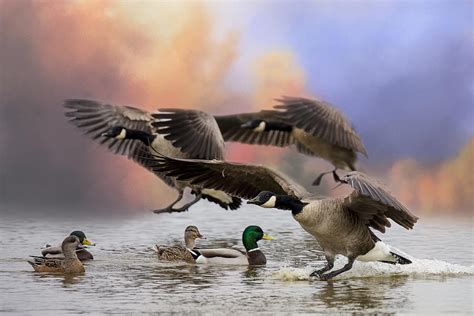 Duck Ducks 2 Photograph By Randy Hall Fine Art America