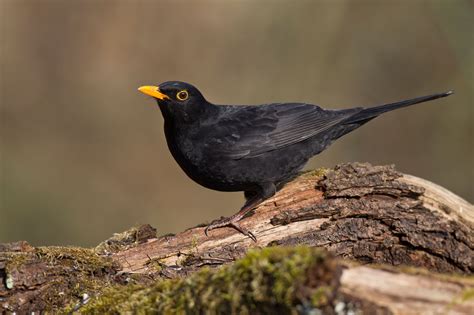 Aber jetzt auch nicht soo extrem. Amsel - LBV - Gemeinsam Bayerns Natur schützen