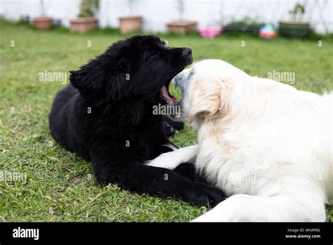 Purebred Black Newfoundland Puppy Playing With A White Golden Retriever