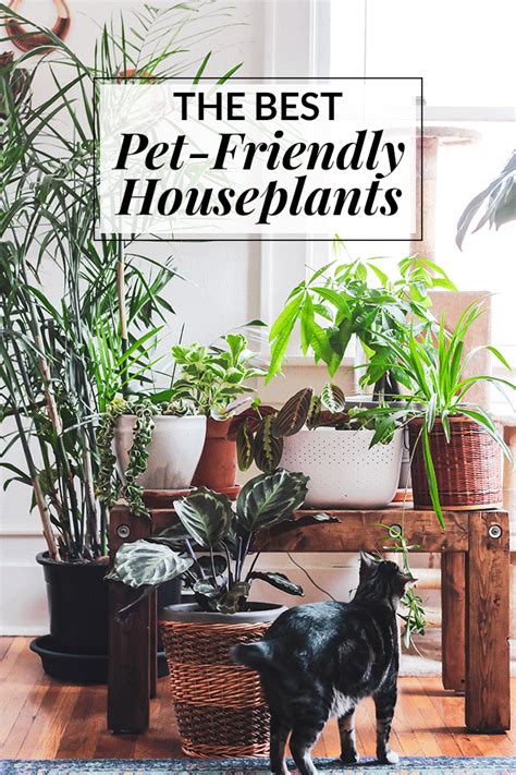Are you a cat lover and a plant lover, yet are afraid that the two can't safely coexist in your home? The Best Pet Friendly Houseplants | Cat safe plants, Cat ...