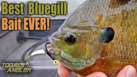 Best Big Bluegill Bait Ever How To Todays Angler Youtube