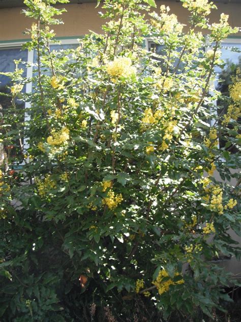 Tall Oregon Grape Mahonia Aquifolium Native Plants Pnw