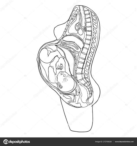 Diagram Ectopic Pregnancy Diagram Body Mydiagram Online