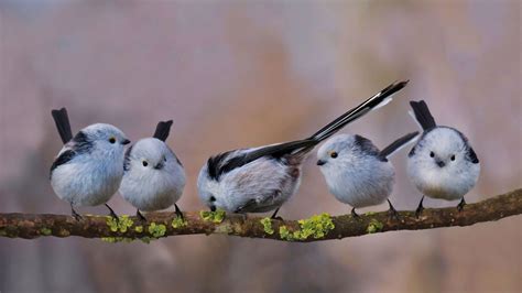 Long Tailed Bushtits Bing Wallpaper Download