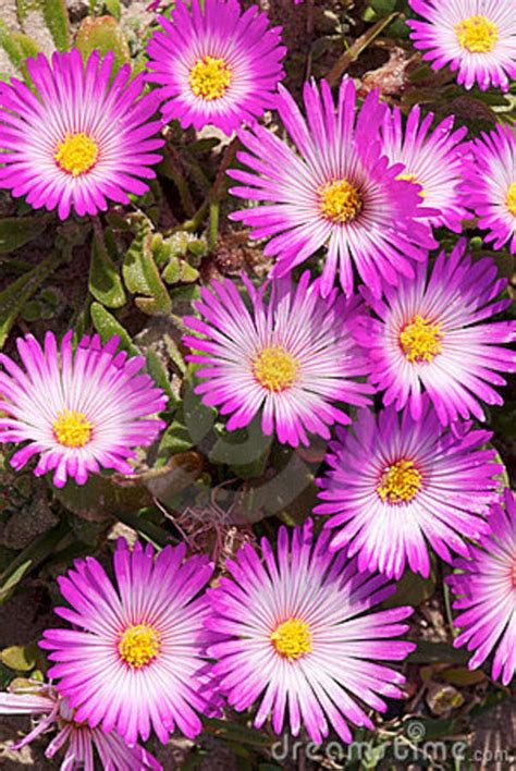 Check spelling or type a new query. 24 best images about Winter gardens in South Africa on ...
