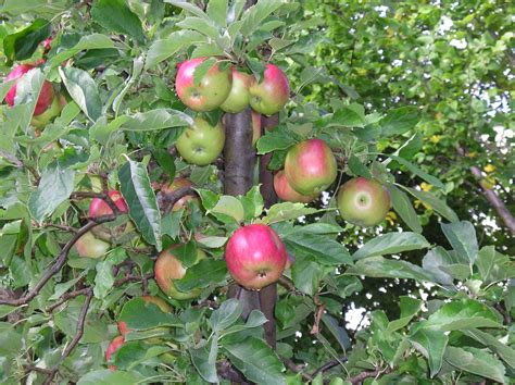 If you'd like to plant an you place a cut branch in a bucket of water from another variety at the base of your tree when it flowers. Free Images : apple, tree, fruit, flower, food, produce ...