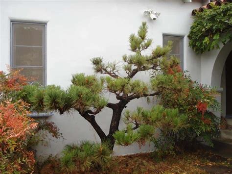 Front Yard With Japanese Black Pine Tree Trees For Front Yard Front