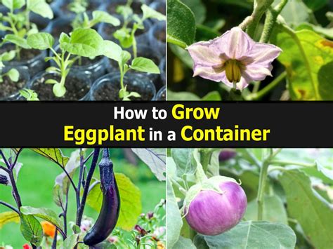 Growing Eggplant In Containers How To Grow Eggplant In Pot