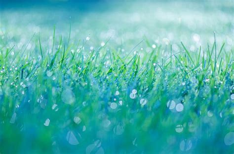 Wet Grass Abstract Abstract Canvas Independent Design