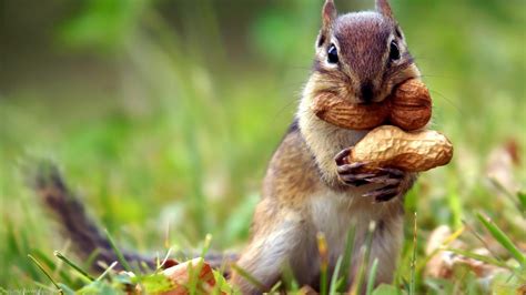 Fond Décran Animaux La Nature Herbe écureuil Faune Rongeur
