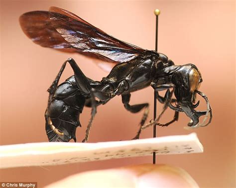 Warrior Wasp Discovered In The Jungle With Jaws Longer Than Its Front Legs Daily Mail Online
