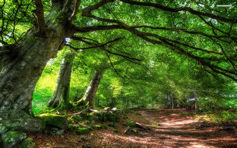 Green Forest And Path Wallpapers Green Forest And Path Stock