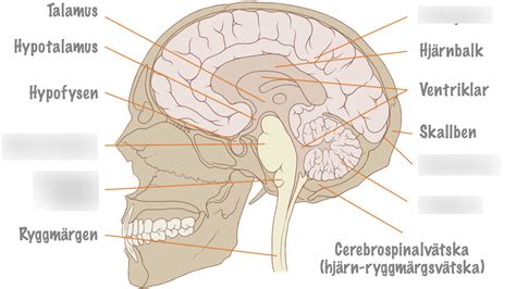 Hjärnans Anatomi And Funktion Diagram Quizlet