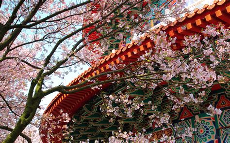Temple Cherry Blossoms Hd Desktop Wallpapers 4k Hd