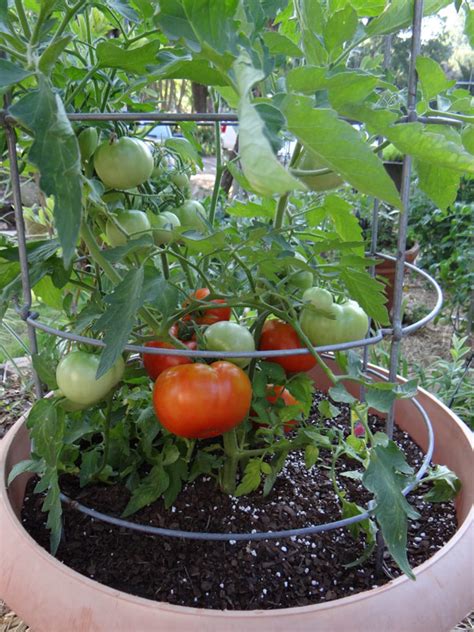 How To Grow Tomatoes In Hot Weather Bonnie Plants