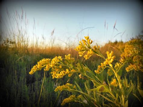 Kims County Line Fall Wildflowers Snapshot Kansas