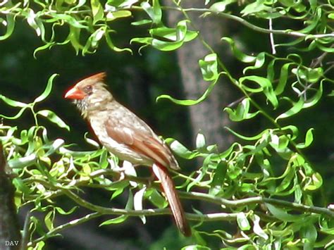 Female Cardinal Photograph By Debra Vatalaro Fine Art America