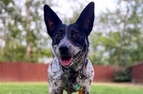 The Blue Heeler Corgi Mix Everything You Need To Know