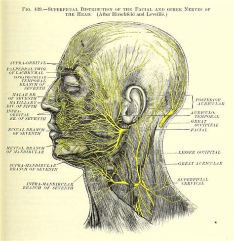 Fig 449 Nerves Of The Head A Treatise On Human Nemfrog Facial