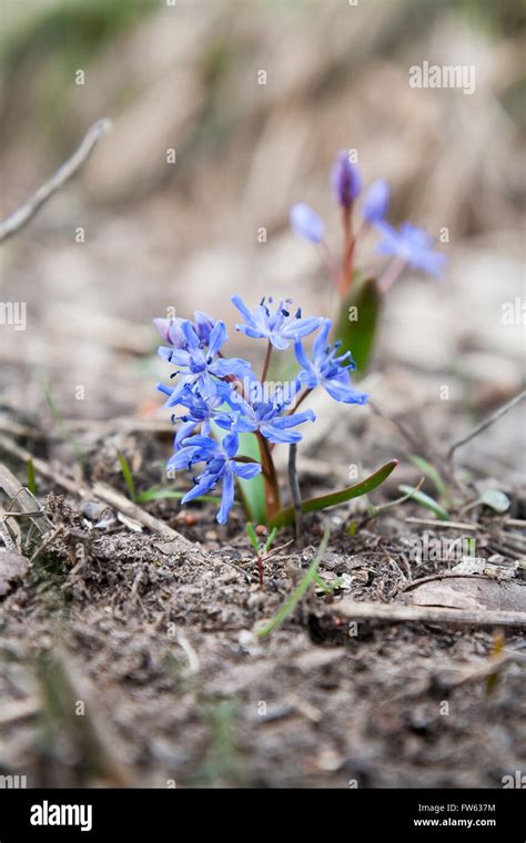 Wild Growing Blue Snowdrop Scilla Bifolia Blue Early Spring Flower
