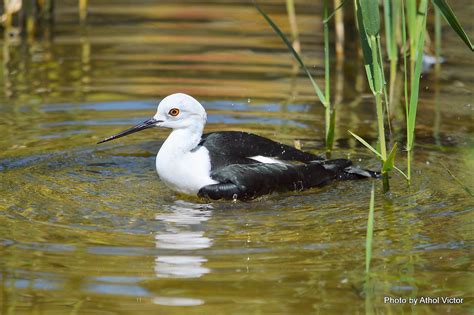 Black Winged Stilt Himantopus Himantopus Pensthorpe Natu Flickr