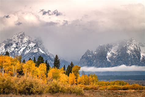 Fall Aspens And Tetons Grand Teton National Park Wy Fred Mertz