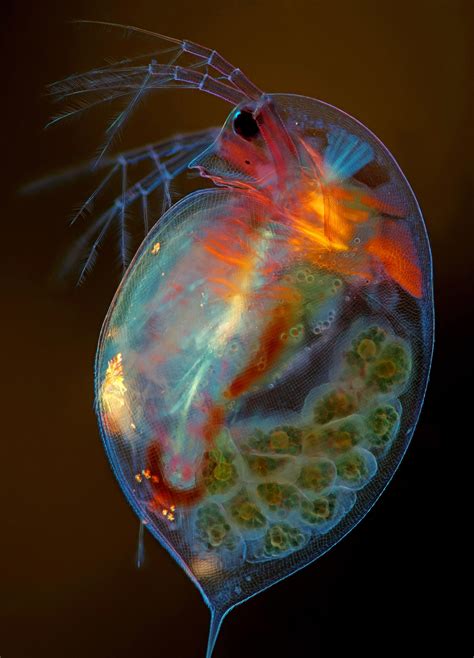 Pregnant Daphnia Magna Small Planktonic Crustacean Nikons Small World
