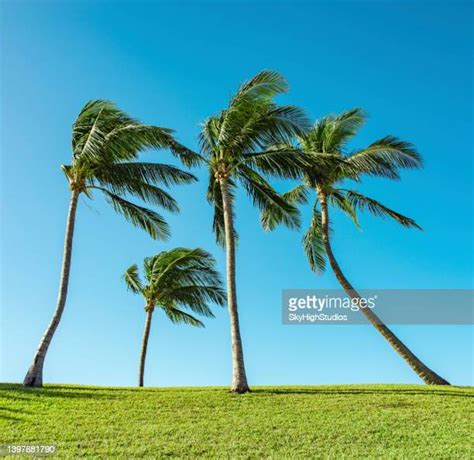 Palm Tree In The Wind Photos Et Images De Collection Getty Images