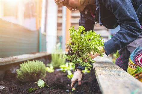 Mental Health Benefits Of Gardening Fasci Garden