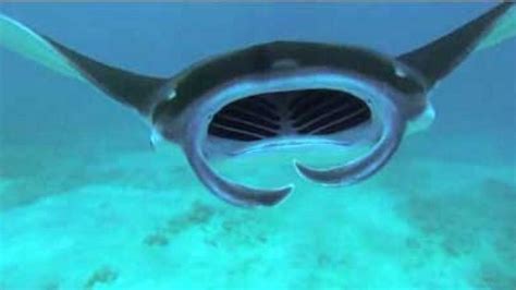 Diver Captures Incredible Video Of Inside A Giant Manta Rays Mouth