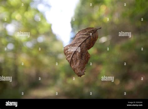 Falling Leaves Hi Res Stock Photography And Images Alamy