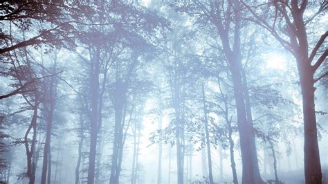 Trees Nature Forest Mist Trees Hd Wallpaper Wallpaper Flare