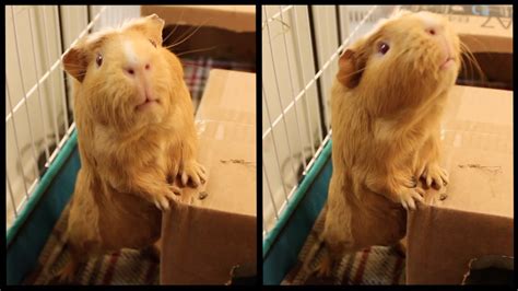 Guinea Pigs Standing Up For Food Youtube