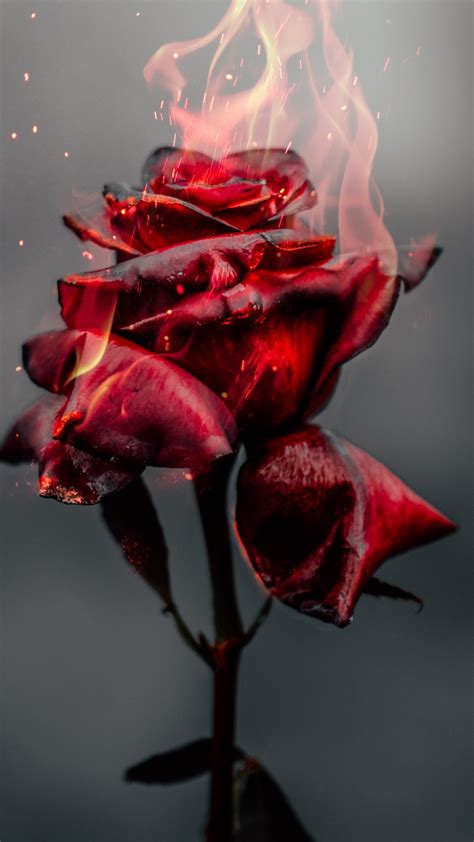 Download Burning Rose Fire Red Flower Wallpaper 1080x1920 Samsung Galaxy S4 S5 Note Sony