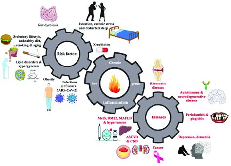 Causes And Consequences Of Low Grade Systemic Chronic Inflammation