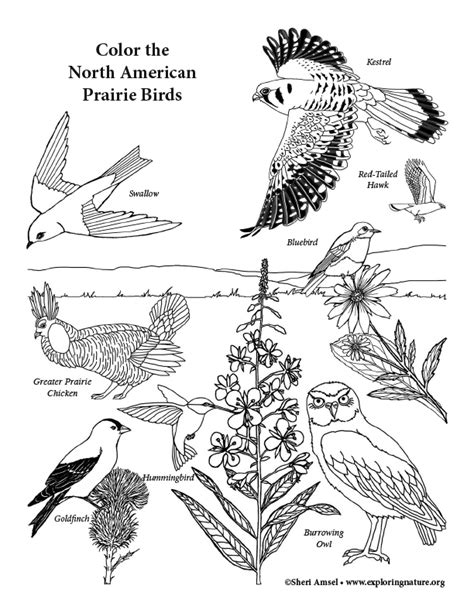 Prairie Dawn Coloring Coloring Pages