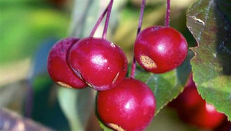 How To Plant Crabapples From Seeds Garden Guides