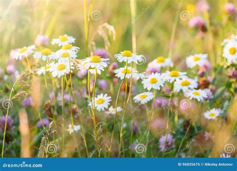 Field Of Daisy Flowers Wild Camomile Flowers In Sunlight With Selective