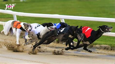 Greyhounds Track Racing Ireland 2019 Youtube