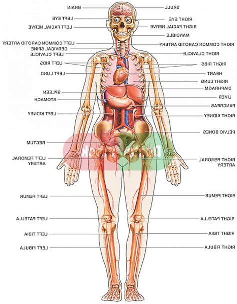 Full Human Body Diagram Koibana Info Human Body Anatomy Human