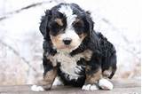 Searching for a bernedoodle puppy for sale? Mini Bernedoodle Breeder - Miniature Bernedoodle Puppies ...