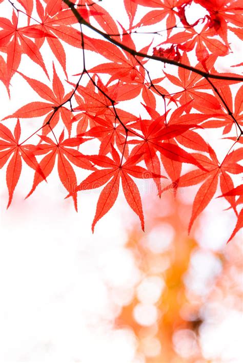 The Beautiful Autumn Color Of Japan Red Maple Leaves On Whiite Stock