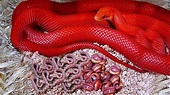 The Red Snake That Only Reveals Its True Colors When Someone Approaches It
