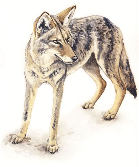 Coyote By Silvercrossfox On Deviantart Coyote Wolf Sketch Deviantart