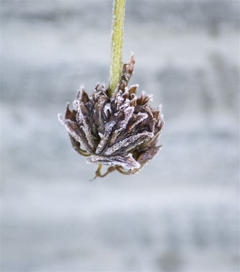 Free Images Tree Nature Branch Snow Winter Leaf Frost Ice